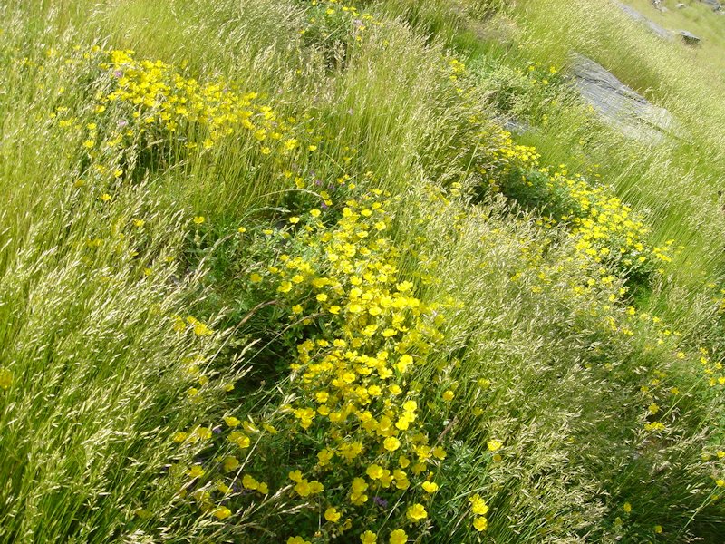Helianthemum nummularium en fleurs dans une pelouse sèche calcaire des Pyrénées